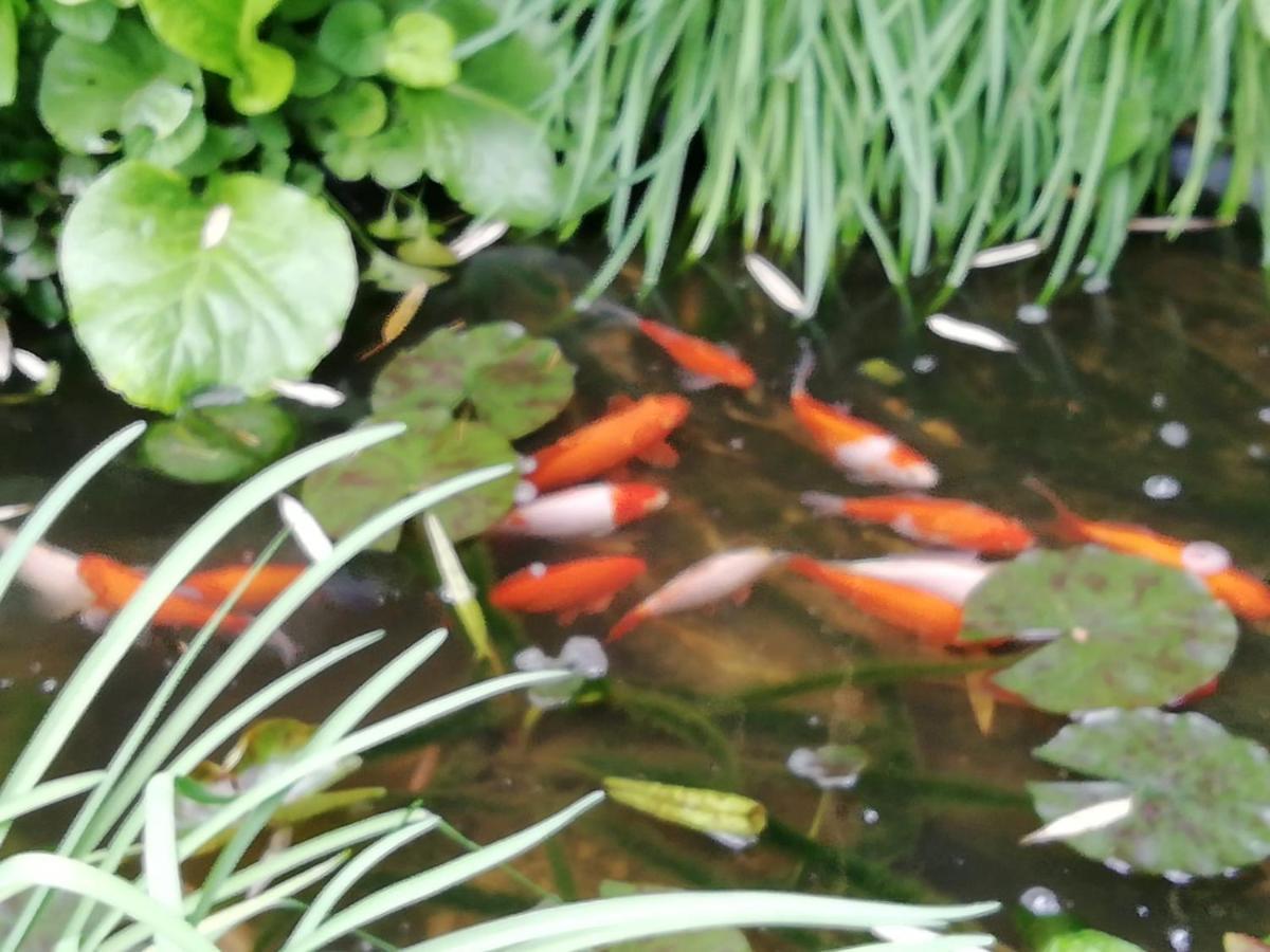德拉路芙城堡酒店 Magagnosc 外观 照片